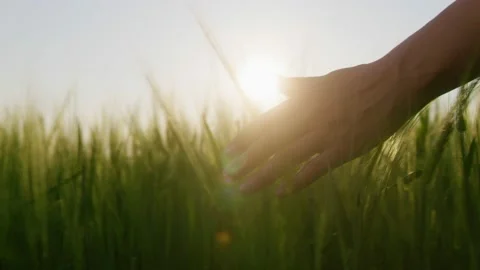 Close-up, woman's hand touches a young green ear of wheat in a large field Stock Footage 203820889