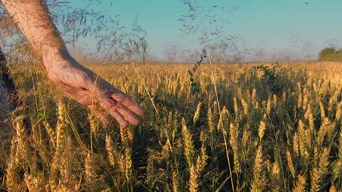 Close-up woman's hand touching ears of wheat field while moving. A woman gently Stock Footage 134572825