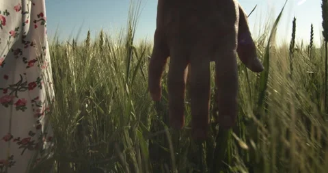 Close-up of a woman's hand touching ears of wheat Видео 137006478