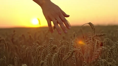 Close-up of a woman's hand touching ears of wheat in a field Vídeos de archivo 249534114