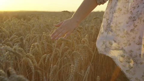 Close-up of a woman's hand touching ears of wheat in a field 스톡 동영상 249664118