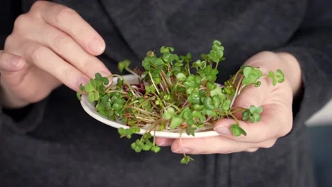 Close-up of a woman's hand touching fresh microgreens Stock Footage 155573141