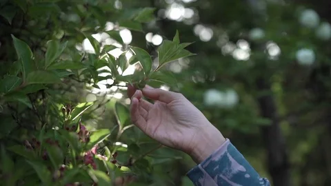 Close up of woman's hand touching leaves, slow motion. Stock Footage 129767249