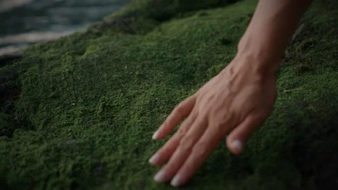 Close-up of a woman's hand touching mossy stones. Stock Footage 286121137