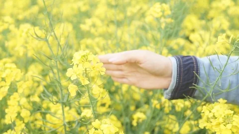 Close up of woman's hand touching rapeseed flowers Stock Footage 76489888