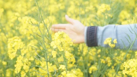Close up of woman's hand touching rapeseed flowers Stock Footage 76638001