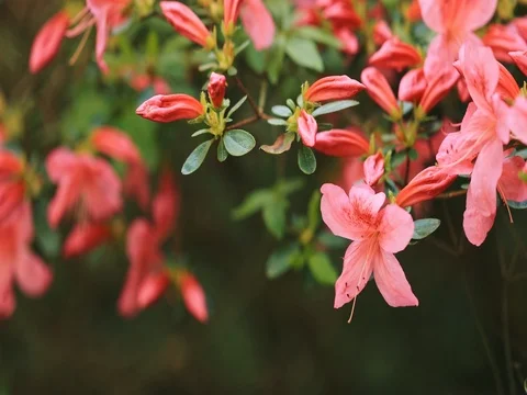 Close-up of woman's hand touching rhododendron flowers in arboretum. SLOW MOTION Vidéo 75690134