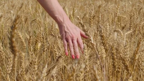 Close up of woman's hand touching ripe goldish wheat ears Stock Footage 81884152