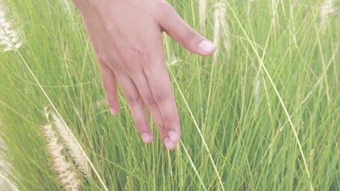 Close-up of woman's hand touching through  field.Slow motion shot . Stock Footage 124865946