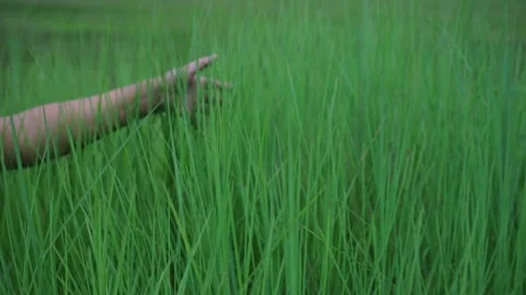Close-up of a woman's hand touching an unripe rice plant in a rice field. It's a Stock Footage 158152677