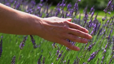 Close-up of woman's hand touching violet lavender. 스톡 동영상 249386223