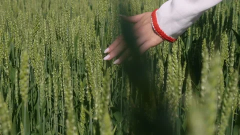 Close-up of a woman's hand touching wheat ears in a field Stock Footage 156523232