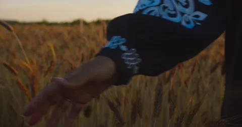 Close up of womans hand touching wheat ears Stock Footage 202093767