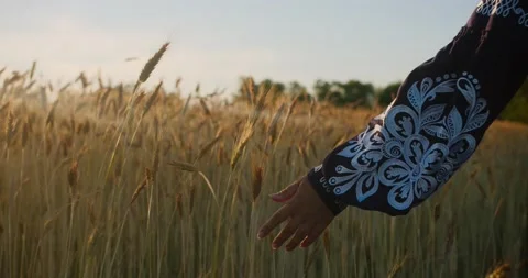 Close up of womans hand touching wheat ears Stock Footage 202094433