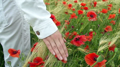 Close up of womans hand walking through a red poppy field. Slow motion Vidéo 39013104