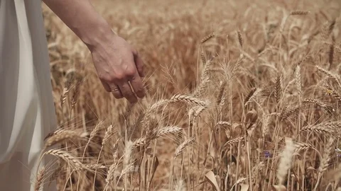 Close-up of woman's hand walking through wheat field, dolly shot. Slow motion Stock Footage 69911832