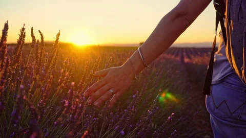 Close-up of woman's hand walking through lavender field at dusk Stock Footage 118056926