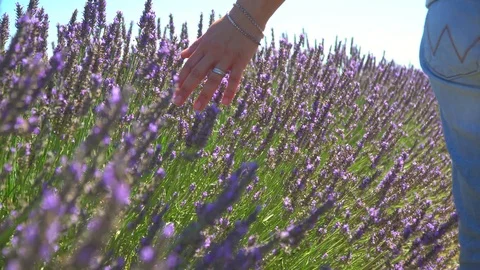 Close-up of woman's hand walking through lavender field Видео 118057582