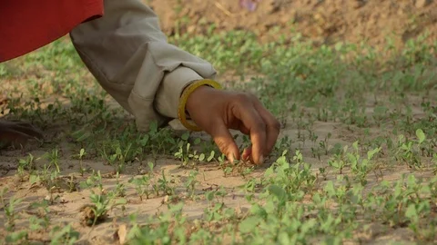 Close up of a womans hand weeding small crops. Stock Footage 95592516