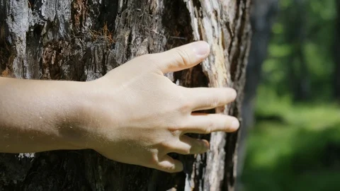Close-up of a woman's hand, which is carefully stroking the tree Stock Footage 130082042