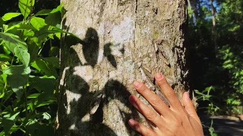 Close-up of a woman's hand, which touches and caresses the trunk of a tree .. Stock Footage 236654575