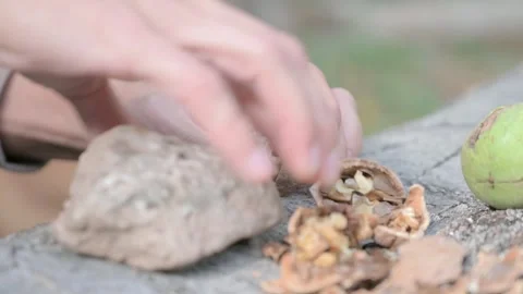 Close-up of a woman’s hands breaking open a walnut using a stone on a Stock Footage 288831187