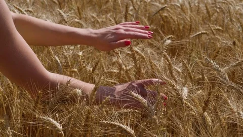 Close up of woman's hands caressing ripe wheat ears. Agricultural field at sunny Stock Footage 81883846