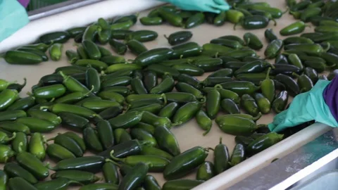 Close Up Of Woman's Hands Cleaning Serrano Pepper Harvest On Conveyor Belt Vídeos de archivo 130048921