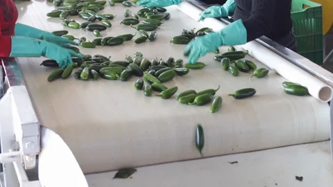 Close Up Of Woman's Hands Cleaning Serrano Pepper Harvest On Conveyor Belt - 02 스톡 동영상 130048941