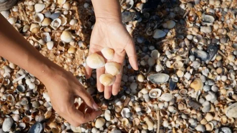 Close up of womans hands collecting shells on the sea beach. Stock Footage 120328962