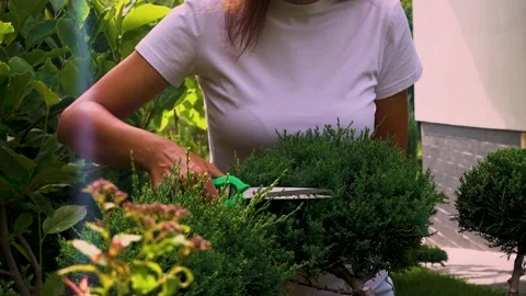 Close-up woman's hands cutting juniper in the garden. Stock Footage 200915668