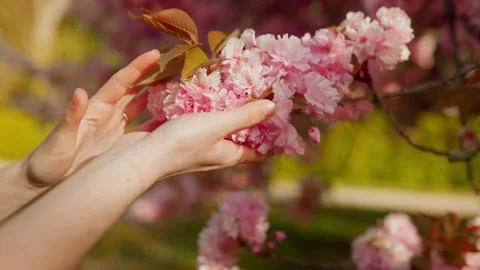 Close-up of a woman’s hands gently touching and caressing blooming sakura Stock Footage 307289228