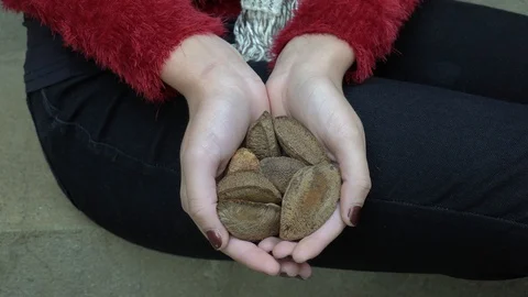 Close up of woman's hands holding fresh Brazil Nuts from Amazon. Stock Footage 128001547