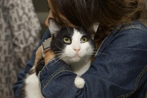 Close up of woman's hands holding up a small striped kitten with green eyes Stock Photos