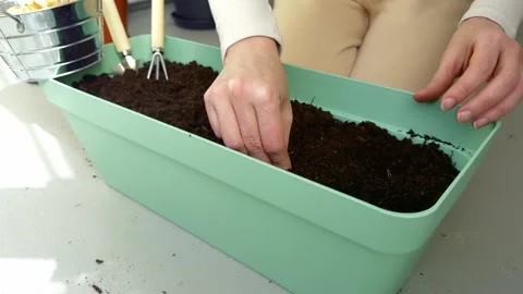 Close-up of woman's hands planting small onion bulbs into soil in a green balcon Stock Footage 339968843