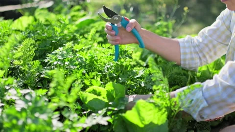 Close-up of womans hands with pruner cutting crop of fresh parsley Vídeo Stock 214034249
