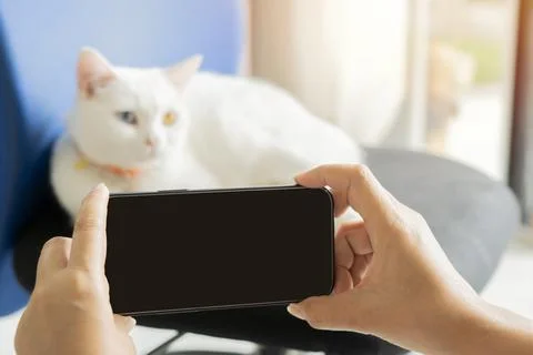 Close-up of woman's hands using phone focusing on her white cat on the back.. Stock Photos