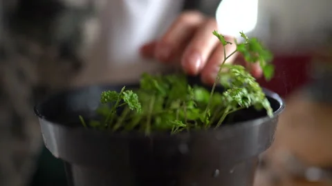 Close up womans hands waters a young parsley in a flowerpot at home in the Stock Footage 147745937