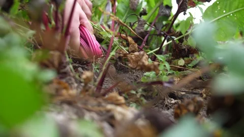 Close-up of a woman's hands, which pulls a beetroot from the ground in a garden Stock Footage 249108343