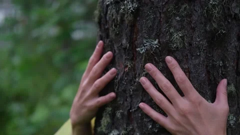 Close-up of the woman's hands, which touches the bark of a pine tree, hugs a Stock Footage 230976014