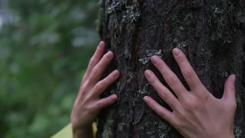 Close-up of the woman's hands, which touches the bark of a pine tree, hugs a Stock Footage 231044837