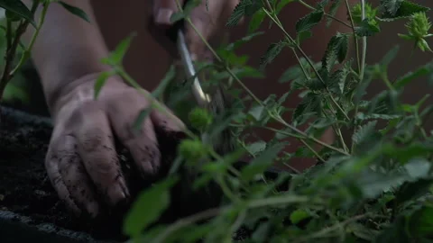 Close-up of a woman's hands working soil around flowers in her urban garden Stock Footage 132456938