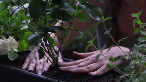 Close-up of a woman's hands working soil around flowers in urban garden Stock Footage 132457166