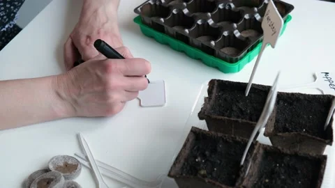 Close-up of woman's hands writing name on garden sign next to potted seedlings. Stock Footage 152861820