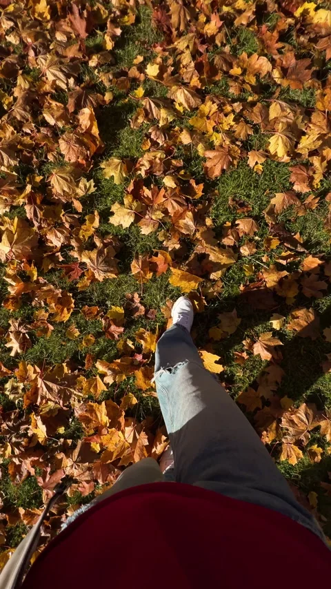 Close-up of woman's legs  walking on yellow maple leaves. Stock Footage 288209604