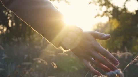 Close-up of woman's walking hand through wheat field, dolly shot. Slow motion Stock Footage 120480185