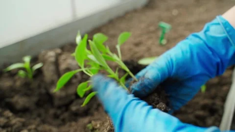 Close-up of womens gloved hands picking pepper seedlings Video stock 311001266