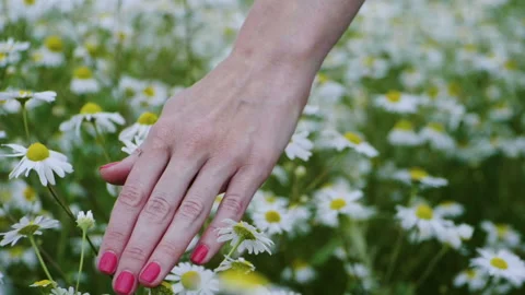Close-up of women's hand touching white daisies in summer meadow. Slow motion HD Stockbeeldmateriaal 93279999