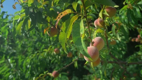Close-up. Women's hands hold an armful of fresh peaches in a peach orchard Stock Footage 113071420