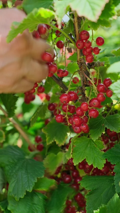 Close-up of a women's hands picking ripe red currants from a bush. Caucasian Stock Footage 279625352